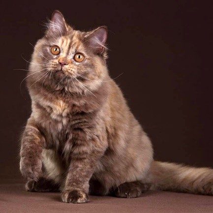 Британская кошка, черепаховый окрас